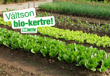 Szabadföldi zöldségek talajvédelme!